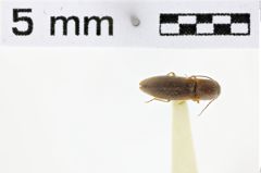 Foto (Dorsalansicht) von Agriotes ferrugineipennis (LeConte, 1861)